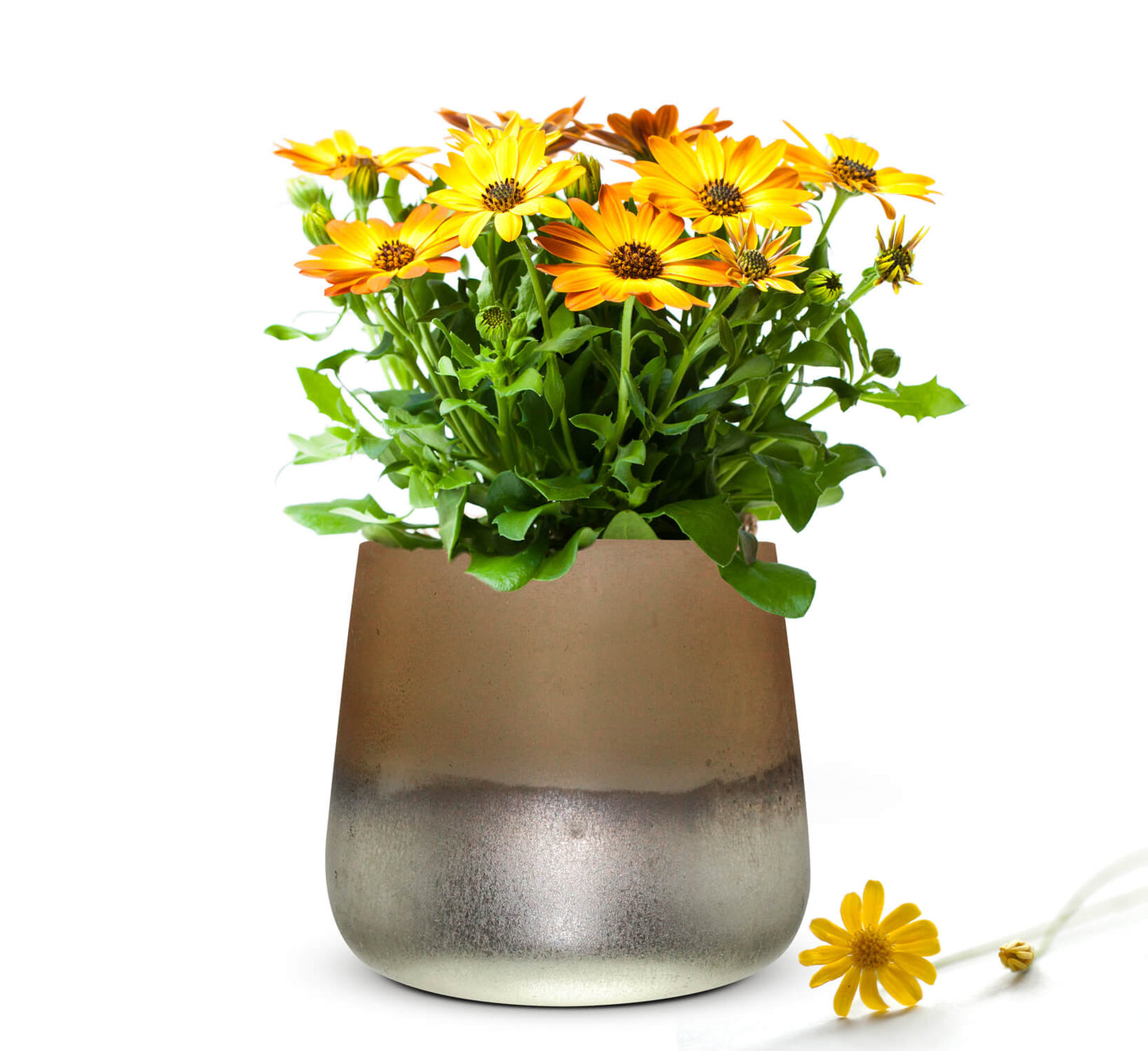 Flower vase Barbara table vase glass vase decorative vase flower pot plant pot