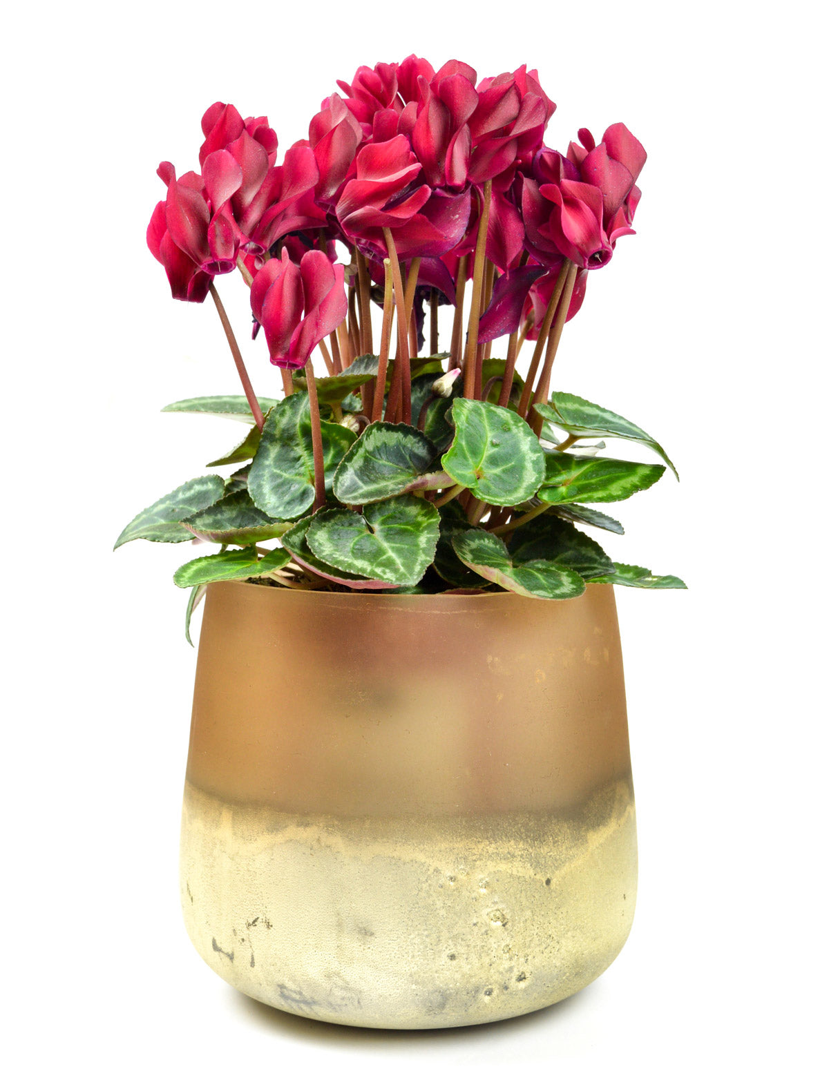 Vase à fleurs Barbara vase de table vase en verre vase décoratif pot de fleur pot de plante